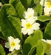imag: primroses