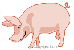 pig