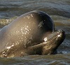 image: whale