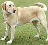 image: dog