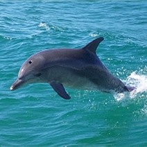 image: Dolphin