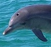 image: Dolphins save the day