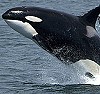 image: Killer Whale