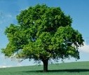 Oak tree