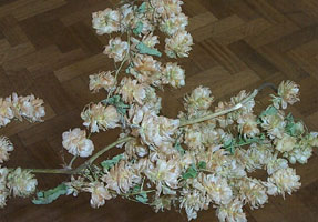 Hops - a traditional kentish plant
