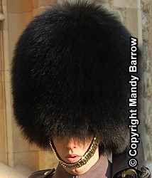 bearskin (a busby)