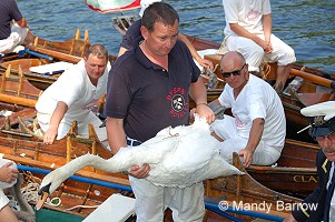A Vintners' Swan Upper 